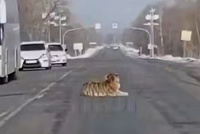 Наглый тигр улегся посреди трассы и парализовал движение