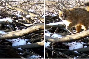 Дальневосточный кот стащил часть ула выдры