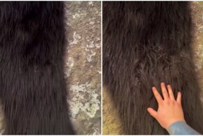 Крупная колония сенокосцев