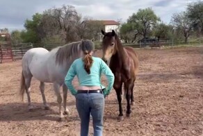 Реакция лошадей на грудь женщины