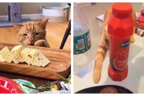 Рыжие пушистые воришки