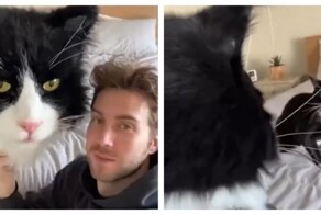 Кот показал, кто в доме хозяин