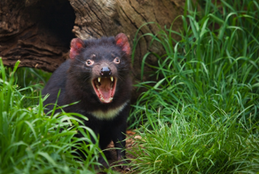 Тасманский дьявол: буйный хищник с кучей странностей