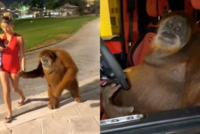 Необычная сцена в Дубае