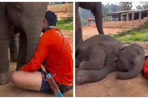 Колыбельная для слонёнка