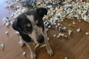 30 очаровательных пакостников, которые знают толк в дизайне и перепланировке