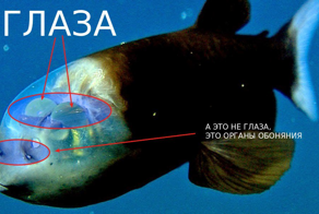 Бочкоглаз: самые странные глаза