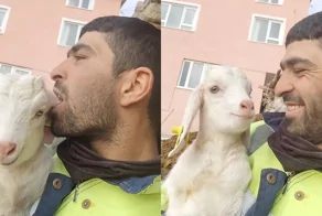 Мужчина в шутку «кусает» козу за ухо, но та реагирует криком