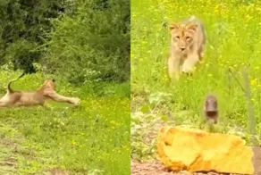 Лев и бородавочник: напряжённая встреча в дикой природе
