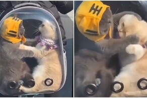 В тесноте, да не в обиде