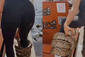 Девушка носит на ноге питона как браслет