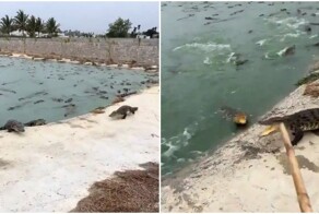 Работа для людей со стальными нервами