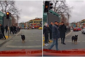 Пёс несколько минут мешал автомобилю проехать