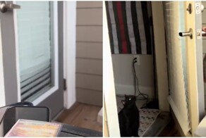 Кот желает выйти