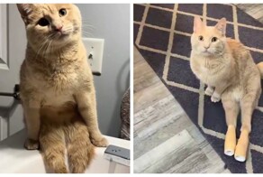 Жизнерадостный кот Райдер