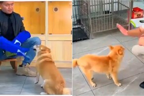 Тренер показал, как агрессивную собаку удалось скорректировать