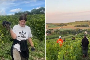 Девушка рассказала о сборе урожая винограда в Шампани