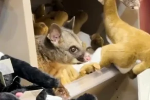 В Австралии опоссум спрятался среди игрушек в магазине аэропорта