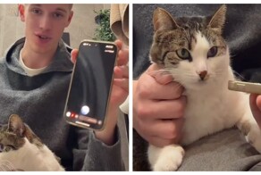 Попытка поговорить с кошкой через ChatGPT