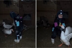 Деревенский мальчик без страха вытащил гуся из сарая