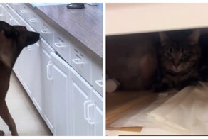 Пёс помогает найти кошку, постоянно исчезающую перед закрытием приюта