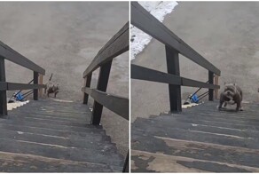 Суровый пёс и лестница