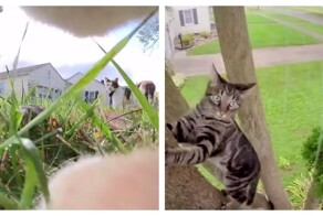 Жизнь кота от&nbsp;первого лица