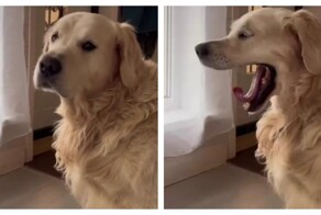 Самый сонный и невыспавшийся пёс