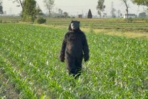 В Индии фермеры надевают костюмы «медведей», чтобы отпугивать обезьян