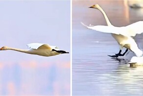 Лебеди показали одну из самых эффектных техник посадки на воду