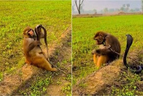 Обезьяна спокойно играет с коброй