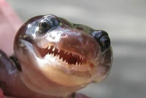 20 кадров, на которых дикая природа решила выключить серьёзность