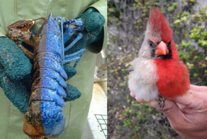 Половина женская, половина мужская: самая странная мутация птиц и не только