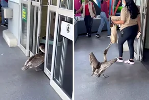 Пеликан проник в магазин за бесплатными закусками