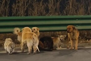 В&nbsp;Китае 7&nbsp;украденных собак сбежали от похитителей и вернулись к&nbsp;хозяину