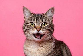 Срочно нужна помошь котику