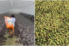 Лягушачьи фермы в Китае