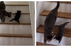 Попытка кошки научить детеныша пользоваться лестницей