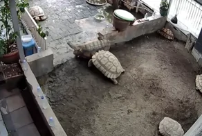 Черепаха пришла на помощь опрокинутому другу