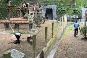 Панды в Чунцине повторили жест сотрудника