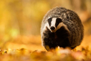 Барсук: единственный, кто выходит из спячки толстым и сытым, пока другие звери истощены