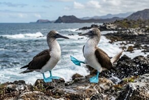 Голубоногая олуша - одна из самых стильных птиц планеты