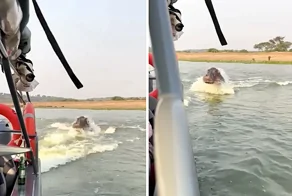 Разъярённый бегемот пустился в погоню за лодкой с туристами