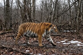 В Приморье фотоловушка сняла упитанного тигра