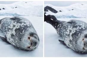 Тюлень «поёт» во сне