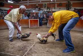 В Мексике боевой петух с железными шпорами атаковал своего хозяина