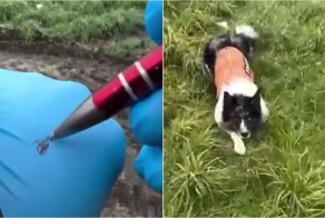 Бордер-колли в действии: как служебная собака находит вещи по запаху