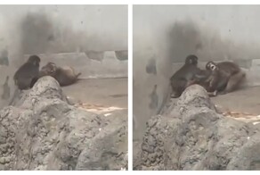 Малыш Панч защитил подружку