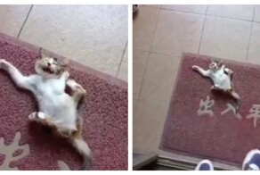 Шкодливый котёнок попал в ловушку