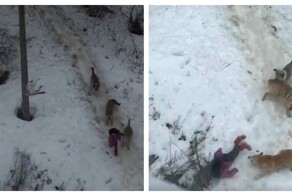 Девочка отбилась от стаи собак в Пермском крае